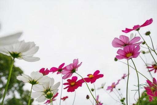 Cosmos field Pink and white flowers in full bloom, JPG