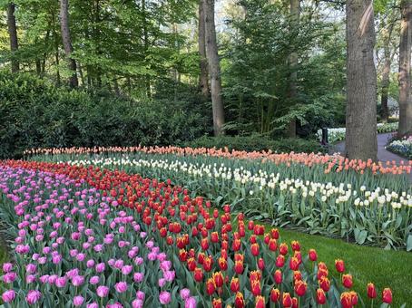 キューケンホフ公園 キューケンホフ公園の写真