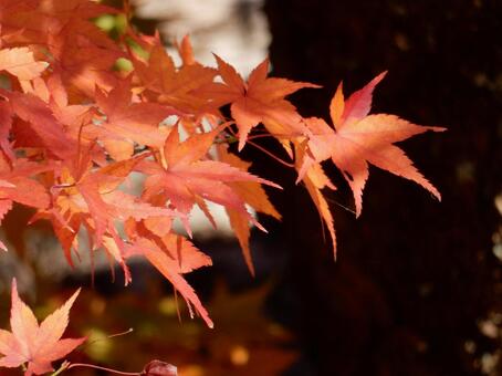 【紅葉写真】美しい紅葉風景 モミジ,紅葉,晩秋の写真素材