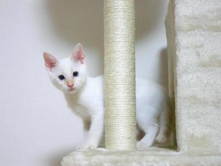 キャットタワーに乗る白い仔猫 猫,こども,子猫の写真素材