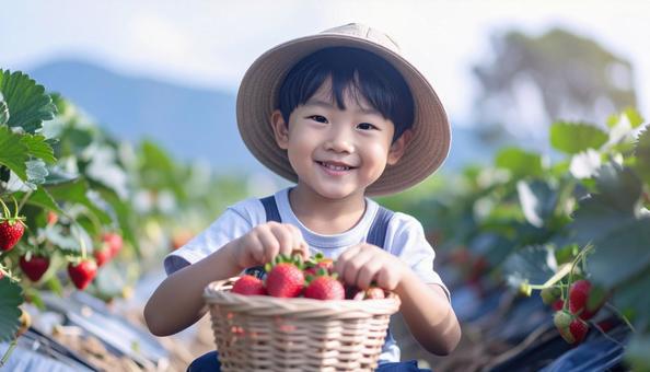 いちご狩り 苺畑でイチゴを摘む男の子 いちご狩り 苺畑でイチゴを摘む男の子の写真