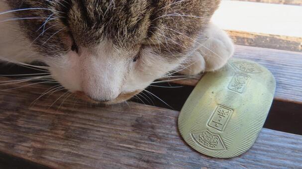 猫に小判 猫,小判,猫に小判の写真素材