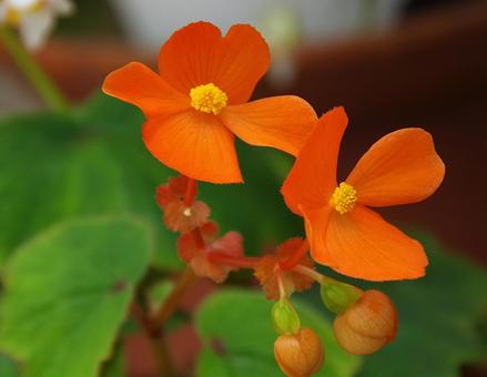 Photo, begonia, kinnavalina, cinnabarina, 