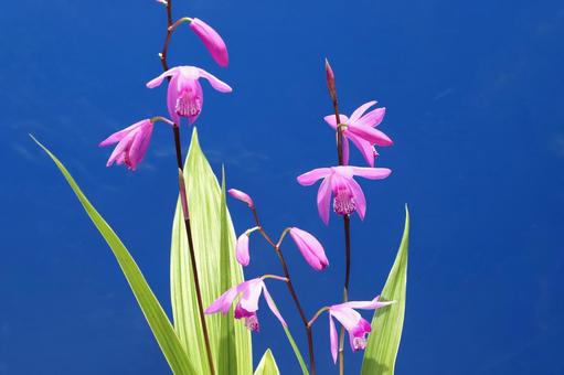 紫蘭の花 紫蘭の花 ラン,屋外,紫蘭の写真素材