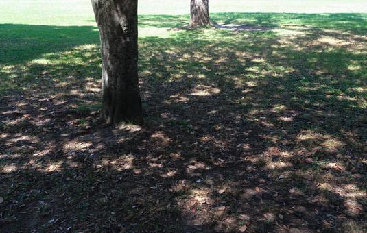 公園の木の下で 公園の木の下での写真