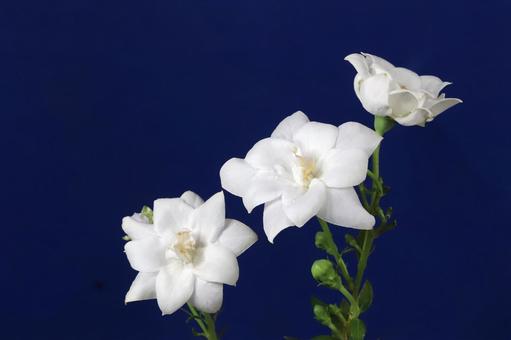 白いキキョウの花 植物,花,桔梗の写真素材