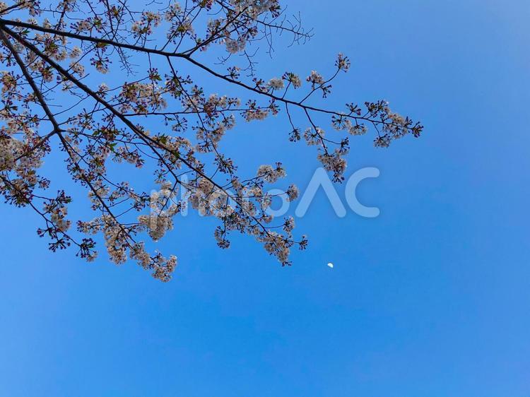 桜と半月 桜,花盛り,春の写真素材