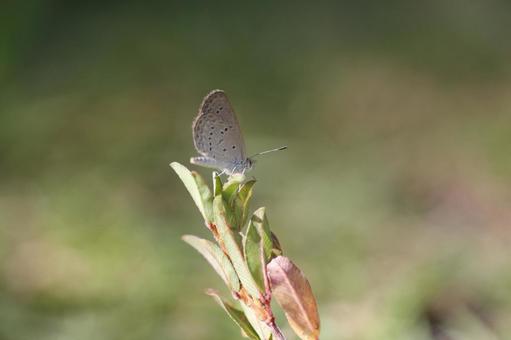 シルビアシジミ シルビアシジミ シルビアシジミ,昆虫,シジミチョウの写真素材