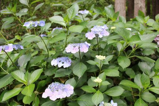 Hydrangea 44, JPG