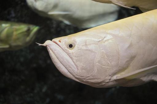 アロワナ アロワナ,魚,淡水の写真素材