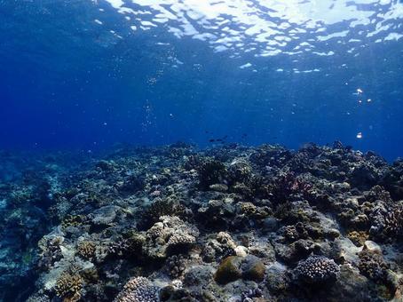 沖縄の海 沖縄の海 沖縄ダイビング,ダイビング,地形の写真素材