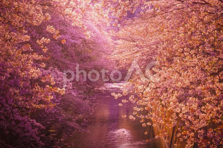 神田川の桜と夕暮れ 桜,川,神田川の写真素材