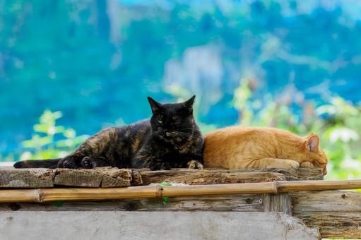 猫(213) 猫(213)の写真