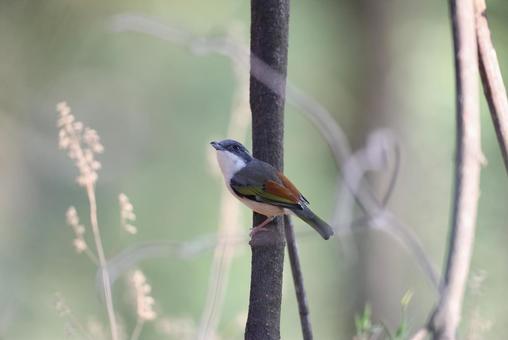 アカバネモズチメドリ アカバネモズチメドリ の写真