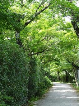 緑の木陰の遊歩道 緑の木陰の遊歩道の写真