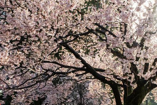 公園の桜⒄ 公園の桜⒄の写真