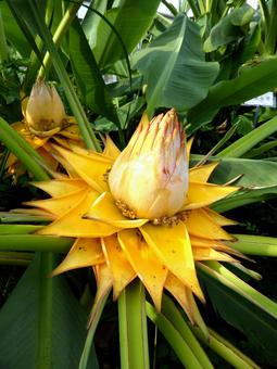 大船フラワーセンターのチユウキンレン チユウキンレン,植物,花の写真素材