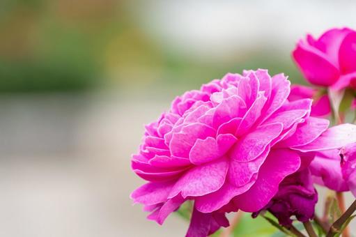 Vibrant pink rose close-up, JPG