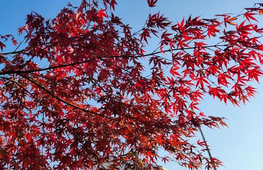 紅葉４ 紅葉,もみじ,赤の写真素材