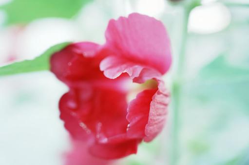Photo, flower, pink, transient, 