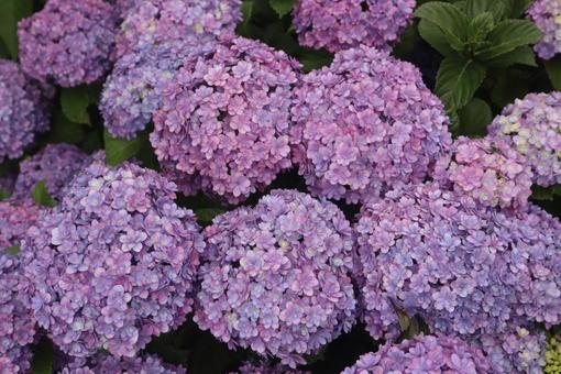 紫陽花まみれ 紫陽花まみれの写真