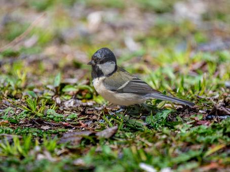 地面を歩くシジュウカラ 地面を歩くシジュウカラの写真