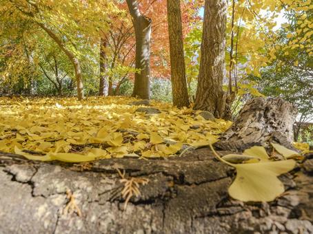 彩り重なる秋の森 彩り重なる秋の森 イチョウ,紅葉,黄葉の写真素材