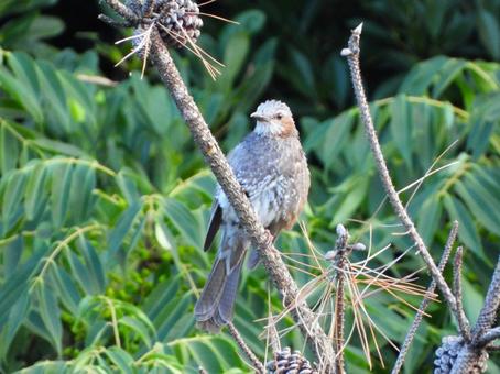 松の枝にとまるヒヨドリ 松の枝にとまるヒヨドリ ヒヨドリ,鳥,鳥類の写真素材