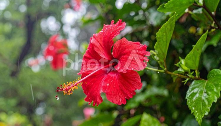 雨に濡れたハイビスカス ハイビスカス,花,植物の写真素材
