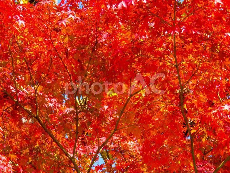 秋イメージ〜鮮やかに色づくモミジ 秋イメージ,紅葉,秋の写真素材