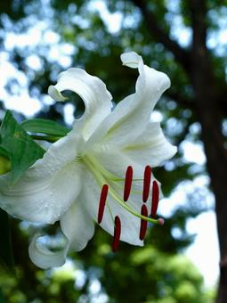 空に向かう白ユリ 空に向かう白ユリ ユリ,白ユリ,花の写真素材