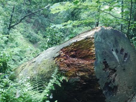 倒れた巨木 倒れた巨木 高尾山,木,切り株の写真素材