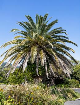 ヤシ カナリーヤシ,ヤシ,木の写真素材