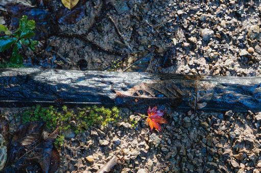 光と影のコントラストが際立つ赤いモミジ 紅葉,落ち葉,モミジの写真素材