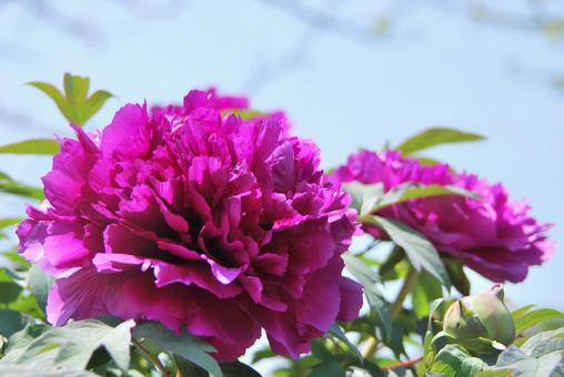 ボタンの花 ボタンの花の写真