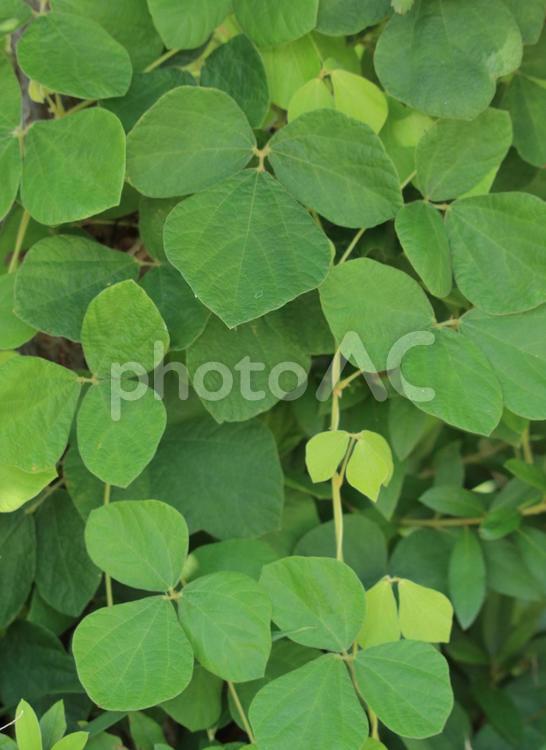 葉っぱです 葉,植物,大写しの写真素材