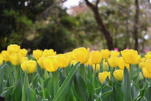 黄色の花びらのチューリップの花壇 黄色の花びらのチューリップの花壇の写真