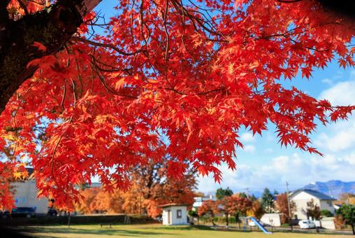 紅葉のある風景 真っ赤な紅葉,紅葉,秋の写真素材