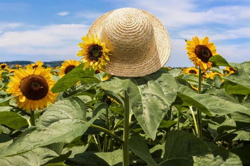 ひまわりと麦わら帽子 7 ひまわりと麦わら帽子 7 ひまわり,麦わら帽子,夏空の写真素材