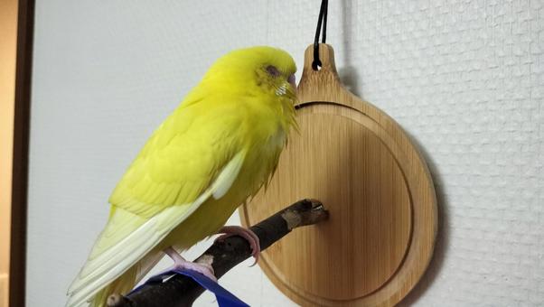 我が家のインコちゃん セキセイインコ,インコ,かわいいの写真素材