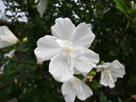 Rose of Sharon, JPG Rose of Sharon, JPG