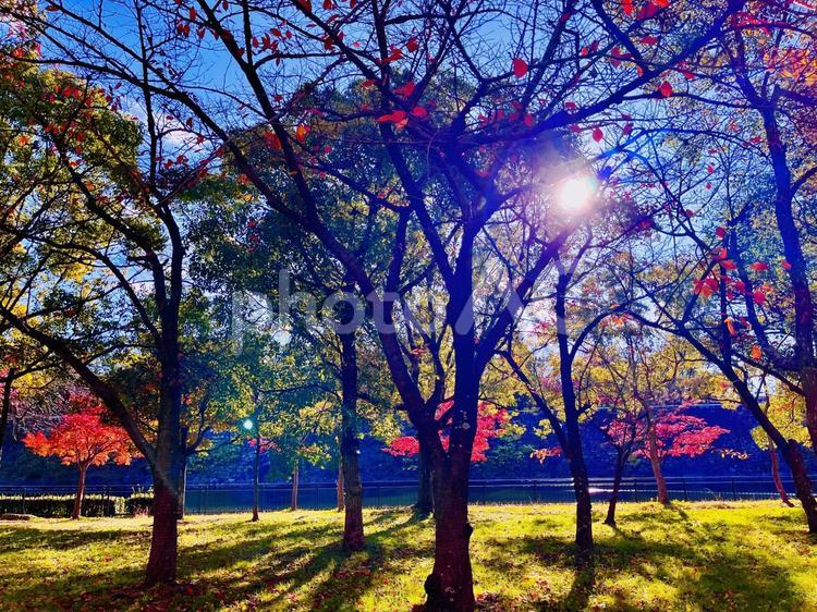 秋の公園の美しい紅葉 紅葉,秋,葉っぱの写真素材