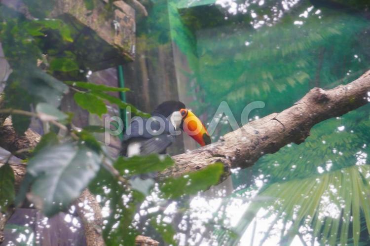 木にとまるオオハシ オオハシ,鳥,鳥類の写真素材