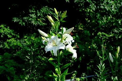 百合の花 百合の花 百合,ユリ,花の写真素材