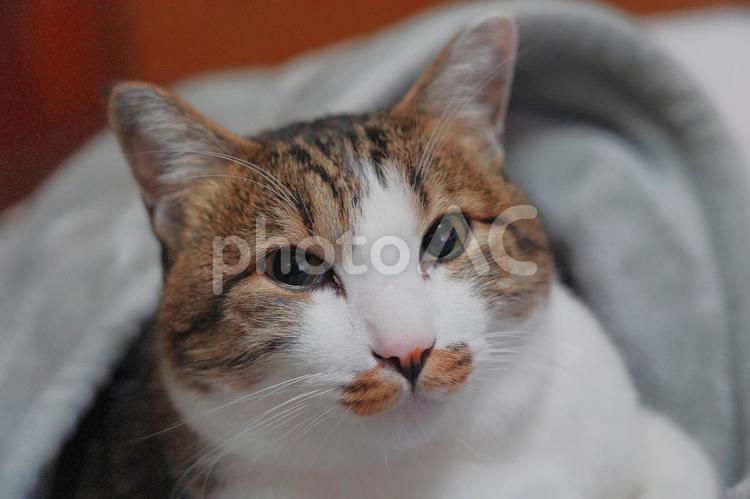 何を思う毛布の中のななちゃん ねこ,ペット,動物の写真素材