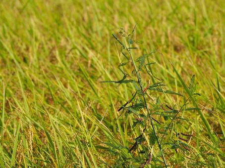 田んぼの雑草 クサネム 田んぼの雑草 クサネムの写真