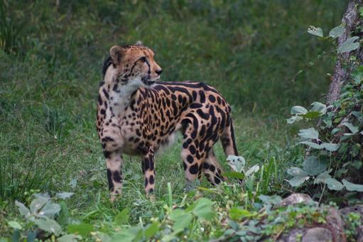 キングチーター キングチーターの写真