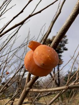 変形した柿 オレンジ,柿,秋の写真素材