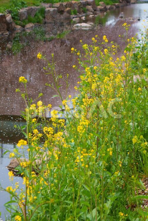 菜の花に包まれた野川(調布市)の風景 野川,菜の花,花の写真素材
