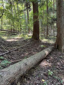 倒木 倒木の写真